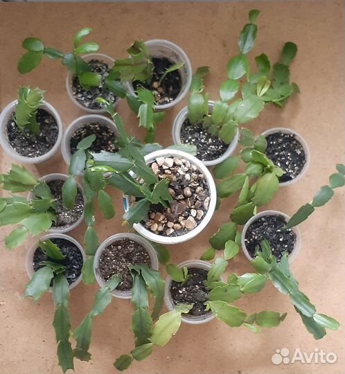 Комнатные растения