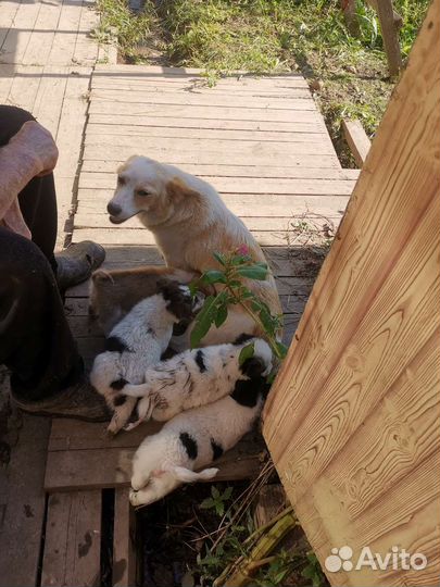 Щенок в добрые руки маленькой собаки