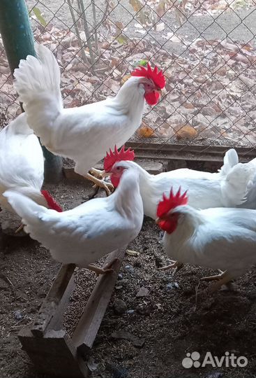 Молодые петушки Легорнов