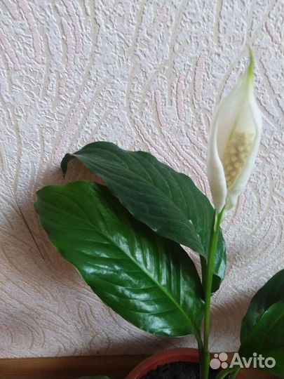 Спатифиллум