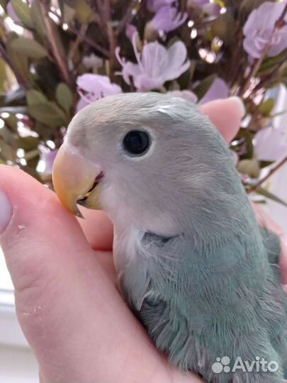 Попугай неразлучник