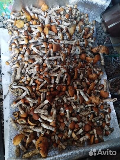 Грибы подосиновики