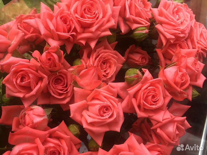 Кустовые розы