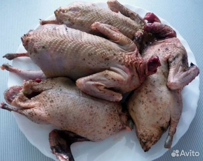 Тушка дикой утки, куропатки, вяхиря, рябчика