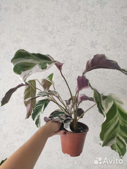 Цветы Калатея white fusion