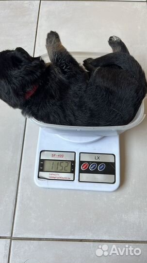 Щенки немецкой овчарки