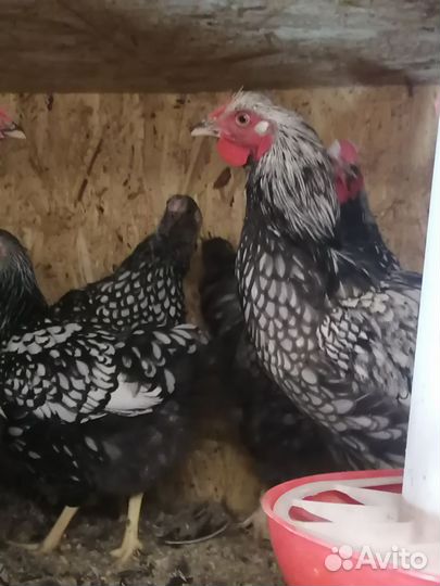 Семья кур