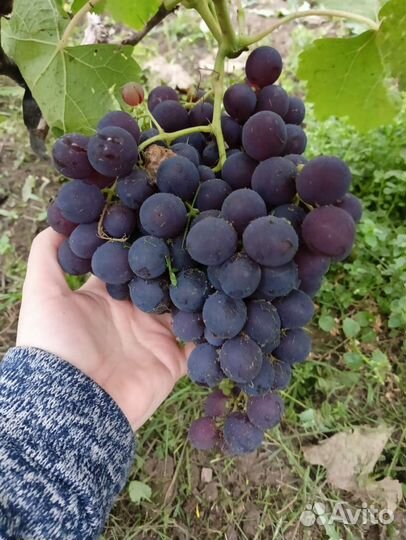 Саженцы винограда под заказ