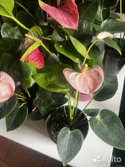 Антуриумы сортовые