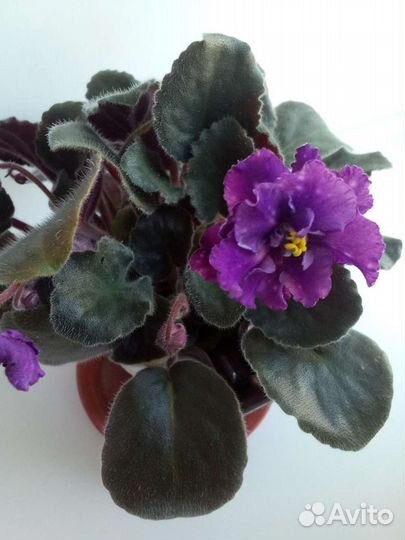 Фиалки, глоксинии, тидии