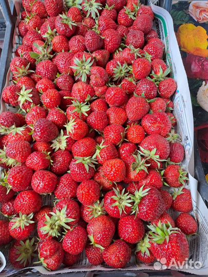 Рассада клубники