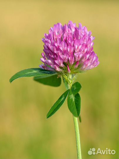 Семена трав