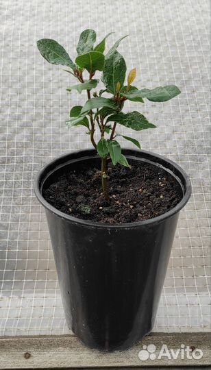 Лавр Благородный