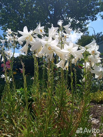 Лилии луковицы