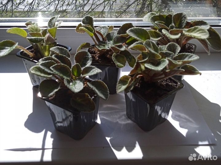 Детки фиалки