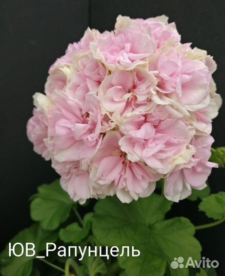 Пеларгония герань