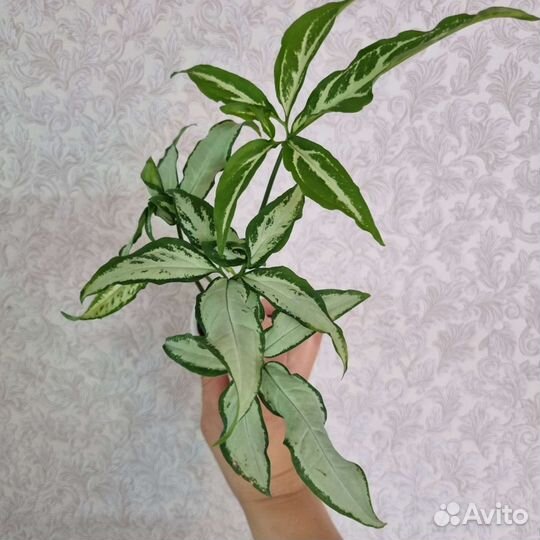 Сингониумы сортовые