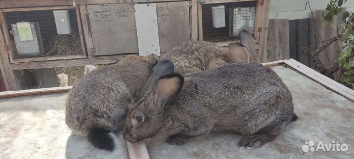 Кролик фландер