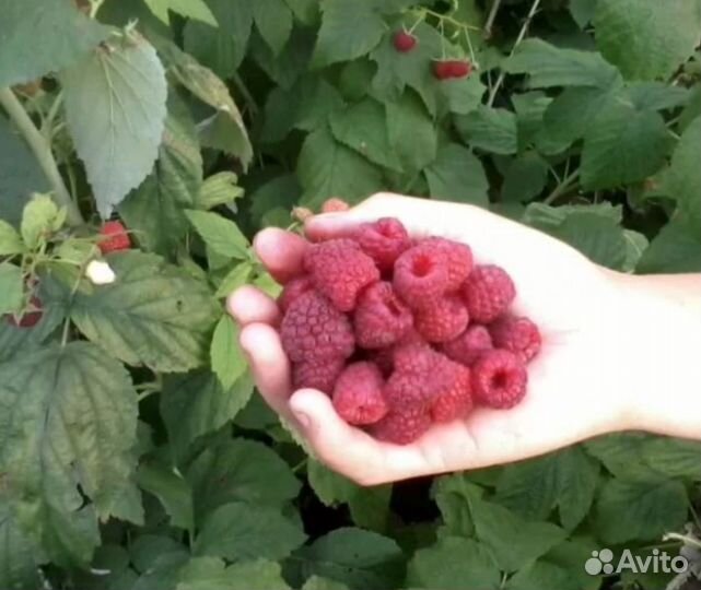 Малина красная саженцы