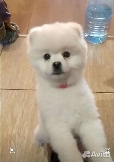 Щенки шпица