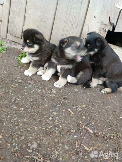 Щенки бесплатно