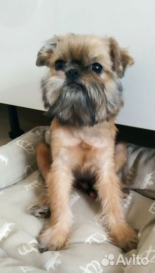 Брюссельский гриффон