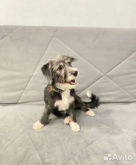 Манечка в семью, стерилизована