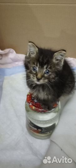Котëнок 1,5 месяца