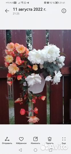 Бегонии ампельные и белликонии