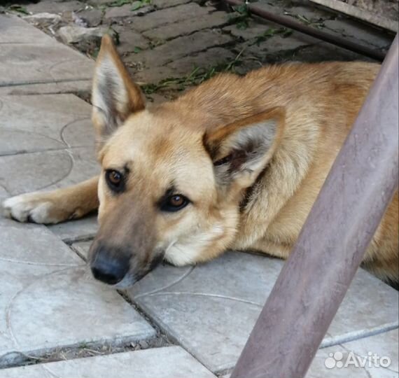 Возраст 1 год, стерилизованна, ищем ответственных