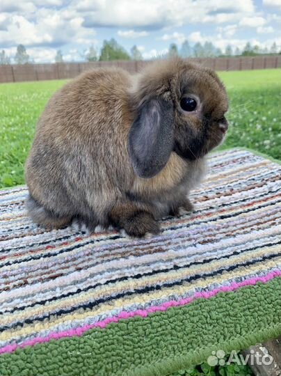 Минилоп тюрингенская самочка