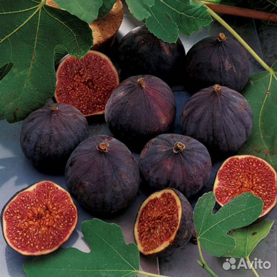 Саженцы - дерево инжир.китайская роза