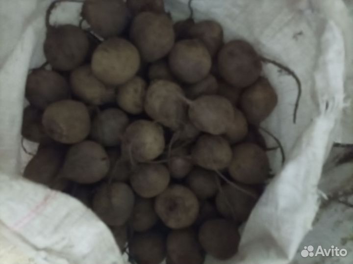 Свёкла сорт 