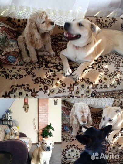 Передержка средн. и крупных собак(условия курорта)