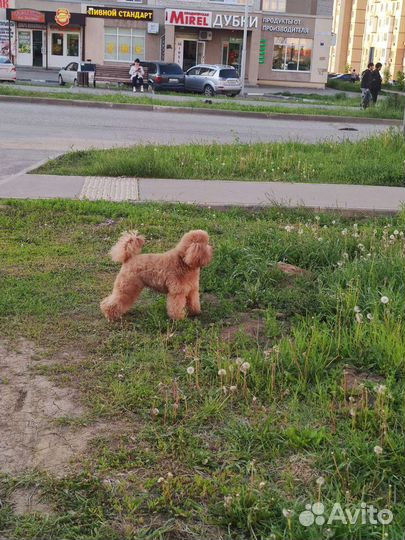 Пудель миниатюрный щенки