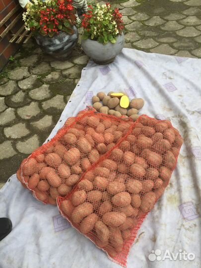 Продукты питания