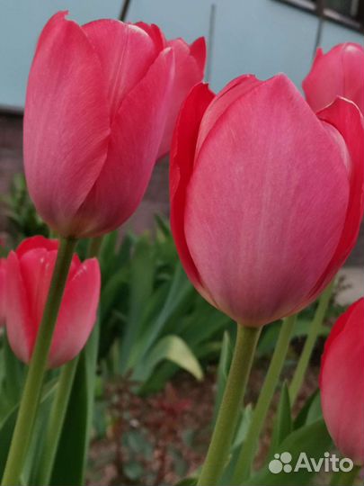 Тюльпаны