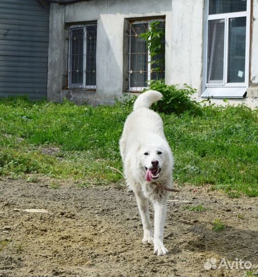 Собака в добрые руки