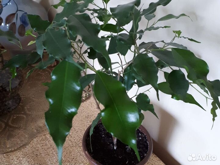 Фикус бенджамина