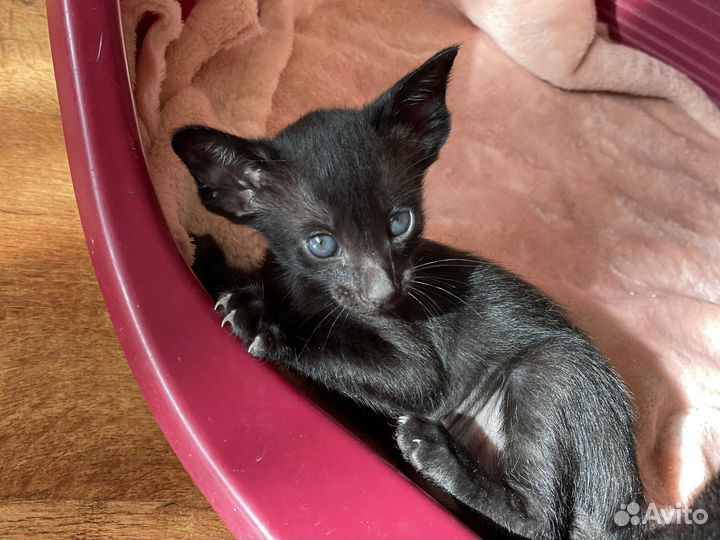 Котята ориенталы