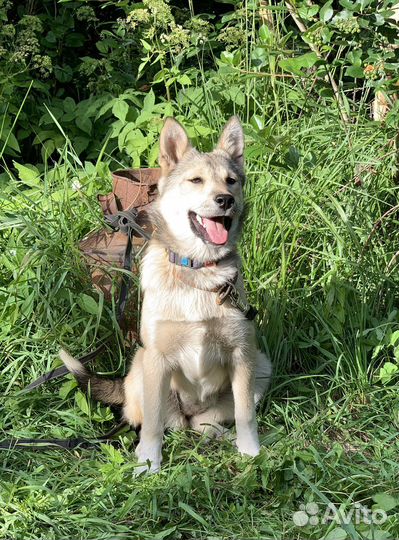 Лаечка 4 месяца