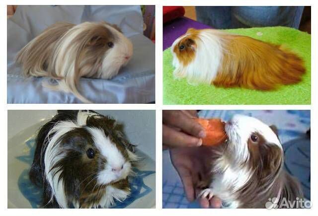 Морская свинка