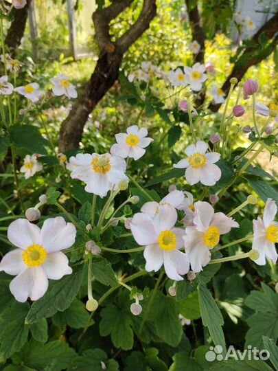 Лилейники, колокольчики, пионы, флоксы, хосты