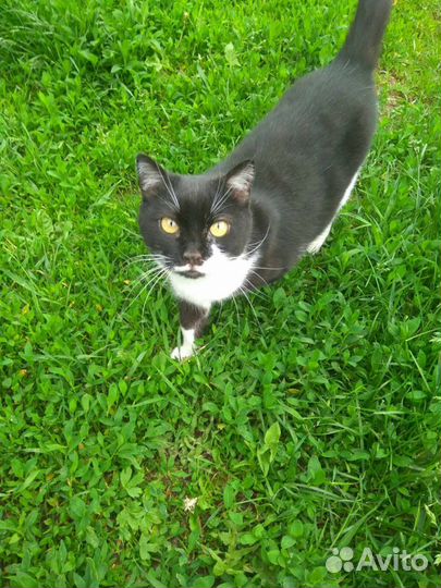 Кошка в добрые руки