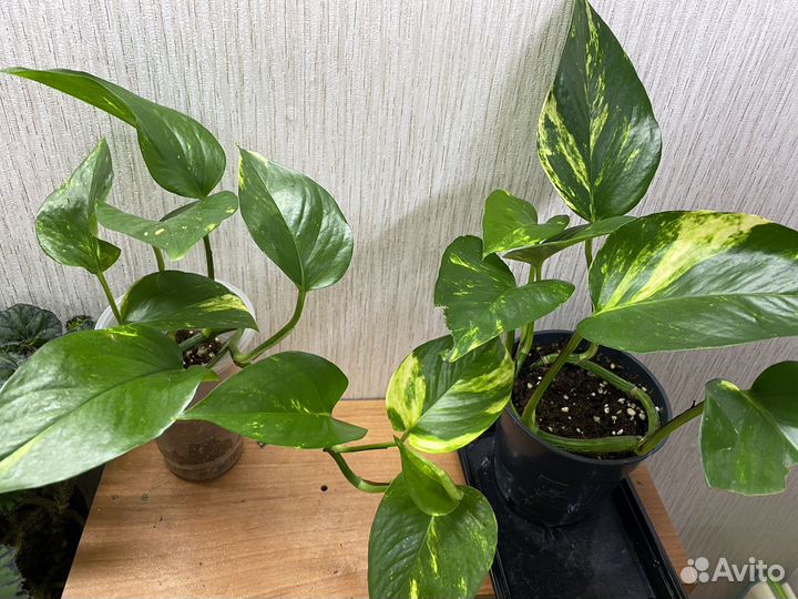 Комнатные растения цветы