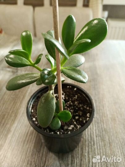 Толстянка (денежное дерево)