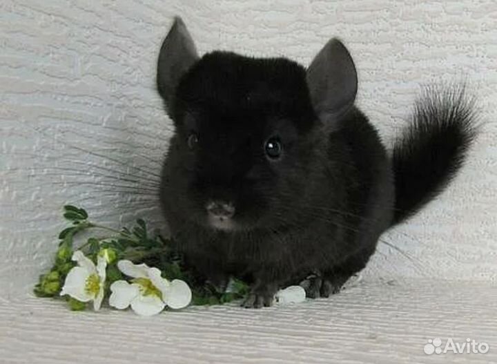 Шиншилла 2 мальчика 6 мес