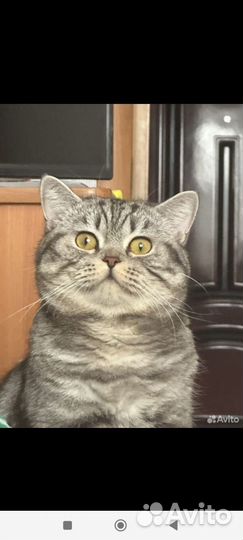 Шотландский кот на вязку