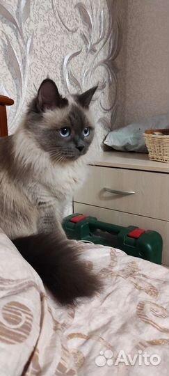 Кошки