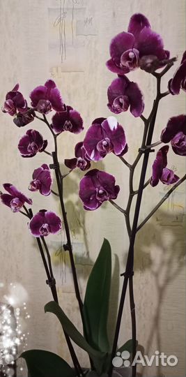 Орхидея фаленопсис Каменная роза